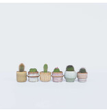 Mix cactus - Set van 6 - Cactus - Hoogte 5-10cm - ⌀5,5cm