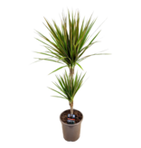 Drakenbloedboom - Dracaena marginata 'Bicolor' - Hoogte 70-80cm - ⌀17cm
