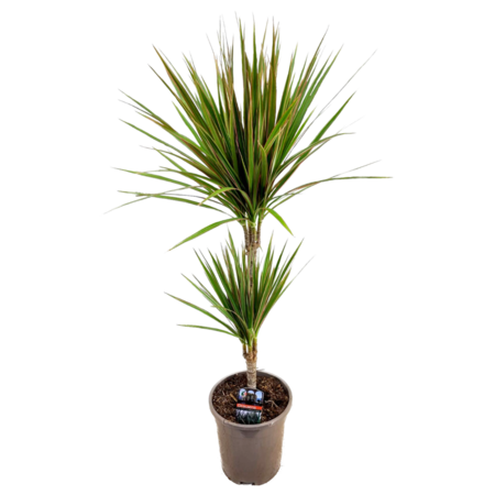 Drakenbloedboom - Dracaena marginata 'Bicolor' - Hoogte 70-80cm - ⌀17cm