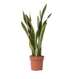 Vrouwentong - Sansevieria trifasciata Laurentii - Hoogte 65-75cm - ⌀21cm