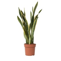 Vrouwentong - Sansevieria trifasciata Laurentii - Hoogte 65-75cm - ⌀21cm