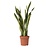 Vrouwentong - Sansevieria trifasciata Laurentii - Hoogte 65-75cm - ⌀21cm