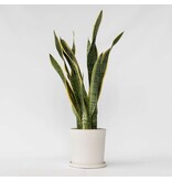 Vrouwentong - Sansevieria trifasciata Laurentii - Hoogte 65-75cm - ⌀21cm