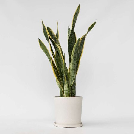 Vrouwentong - Sansevieria trifasciata Laurentii - Hoogte 65-75cm - ⌀21cm