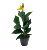 Bloemriet - Canna 'Cannova' - Hoogte 35-45cm - ⌀17cm