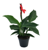 Bloemriet - Canna 'Cannova' - Hoogte 35-45cm - ⌀17cm