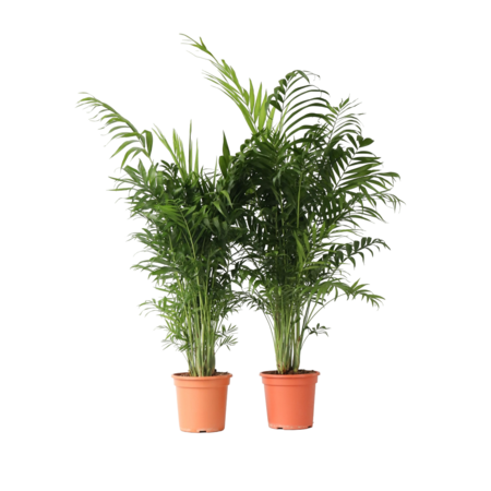 Dwergpalm - Set van 2 - Chamaedorea elegans - Hoogte 80-90cm - ⌀20cm