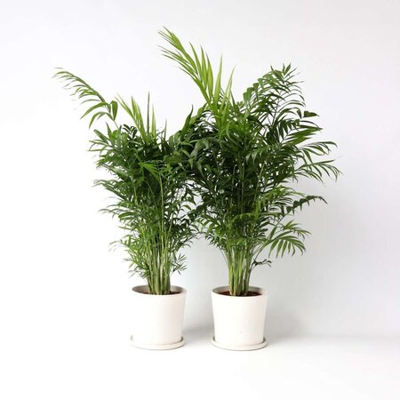 Dwergpalm - Set van 2 - Chamaedorea elegans - Hoogte 80-90cm - ⌀20cm