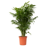 Dwergpalm - Chamaedorea elegans - Hoogte 80-90cm - ⌀20cm