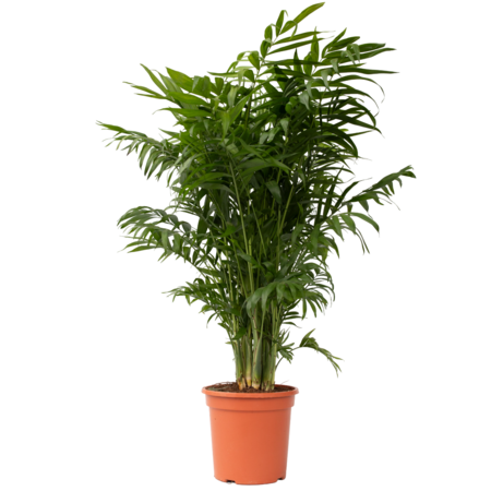 Dwergpalm - Chamaedorea elegans - Hoogte 80-90cm - ⌀20cm