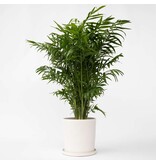 Dwergpalm - Chamaedorea elegans - Hoogte 80-90cm - ⌀20cm