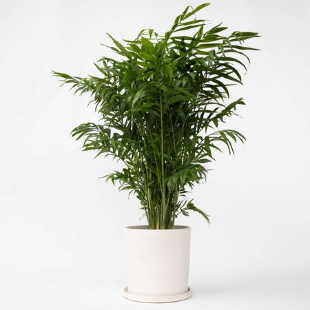 Dwergpalm - Chamaedorea elegans - Hoogte 80-90cm - ⌀20cm