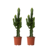 Cowboycactus - Set van 2 - Euphorbia ingens - Hoogte 50-60cm - ⌀17cm
