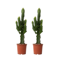 Cowboycactus - Set van 2 - Euphorbia ingens - Hoogte 50-60cm - ⌀17cm