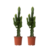 Cowboycactus - Set van 2 - Euphorbia ingens - Hoogte 50-60cm - ⌀17cm