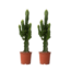 Cowboycactus - Set van 2 - Euphorbia ingens - Hoogte 50-60cm - ⌀17cm