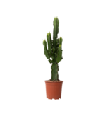 Cowboycactus - Euphorbia ingens - Hoogte 50-60cm - ⌀17cm