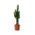Cowboycactus - Euphorbia ingens - Hoogte 50-60cm - ⌀17cm