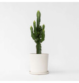 Cowboycactus - Euphorbia ingens - Hoogte 50-60cm - ⌀17cm