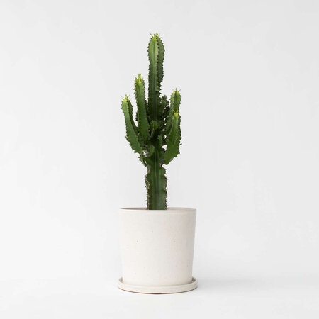 Cowboycactus - Euphorbia ingens - Hoogte 50-60cm - ⌀17cm