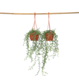 Dolfijnenplant - Set van 2 - Senecio peregrinus - Hoogte 10-20cm - ⌀12cm