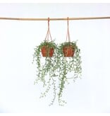 Dolfijnenplant - Set van 2 - Senecio peregrinus - Hoogte 10-20cm - ⌀12cm