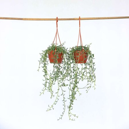 Dolfijnenplant - Set van 2 - Senecio peregrinus - Hoogte 10-20cm - ⌀12cm