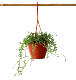 Dolfijnenplant - Senecio peregrinus - Hoogte 10-20cm - ⌀12cm