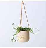 Dolfijnenplant - Senecio peregrinus - Hoogte 10-20cm - ⌀12cm