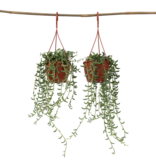 Bananenketting - Set van 2 - Senecio radicans - Hoogte 10-20cm - ⌀12cm