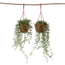 Bananenketting - Set van 2 - Senecio radicans - Hoogte 10-20cm - ⌀12cm