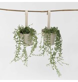 Bananenketting - Set van 2 - Senecio radicans - Hoogte 10-20cm - ⌀12cm