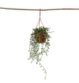 Bananenketting - Senecio radicans - Hoogte 10-20cm - ⌀12cm