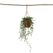 Bananenketting - Senecio radicans - Hoogte 10-20cm - ⌀12cm