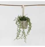 Bananenketting - Senecio radicans - Hoogte 10-20cm - ⌀12cm