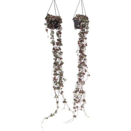 Chinees lantaarnplantje - Set van 2 - Ceropegia Woodii - Hoogte 20-30cm - ⌀14cm