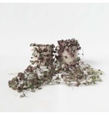 Chinees lantaarnplantje - Set van 2 - Ceropegia Woodii - Hoogte 20-30cm - ⌀14cm