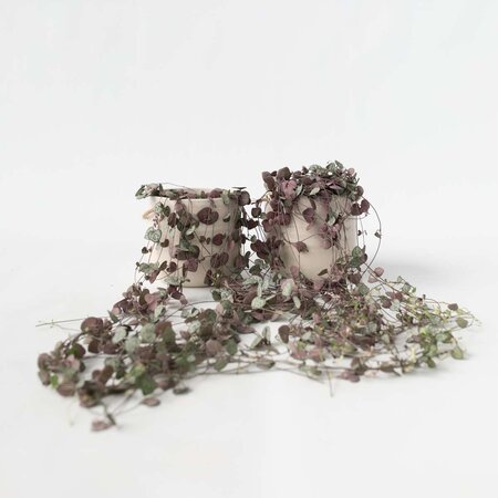 Chinees lantaarnplantje - Set van 2 - Ceropegia Woodii - Hoogte 20-30cm - ⌀14cm