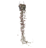 Chinees lantaarnplantje - Ceropegia linearis Woodii - Hoogte 20-30cm - ⌀14cm