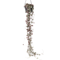 Chinees lantaarnplantje - Ceropegia linearis Woodii - Hoogte 20-30cm - ⌀14cm