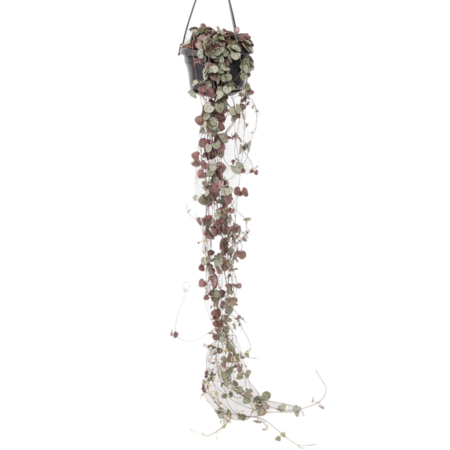 Chinees lantaarnplantje - Ceropegia linearis Woodii - Hoogte 20-30cm - ⌀14cm