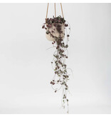 Chinees lantaarnplantje - Ceropegia linearis Woodii - Hoogte 20-30cm - ⌀14cm