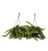 Lippenstiftplant - Set van 2 - Aeschynanthus pulcher - Hoogte 20-30cm - ⌀15cm