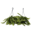 Lippenstiftplant - Set van 2 - Aeschynanthus pulcher - Hoogte 20-30cm - ⌀15cm