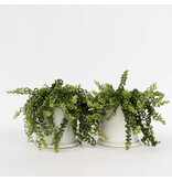 Lippenstiftplant - Set van 2 - Aeschynanthus pulcher - Hoogte 20-30cm - ⌀15cm