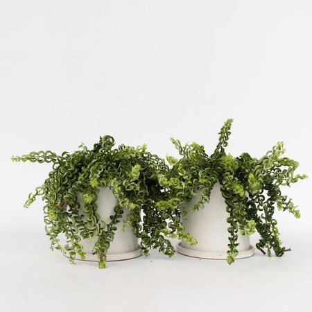 Lippenstiftplant - Set van 2 - Aeschynanthus pulcher - Hoogte 20-30cm - ⌀15cm