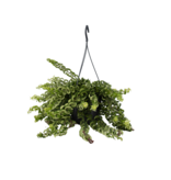 Lippenstiftplant - Aeschynanthus pulcher - Hoogte 20-30cm - ⌀15cm