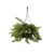 Lippenstiftplant - Aeschynanthus pulcher - Hoogte 20-30cm - ⌀15cm
