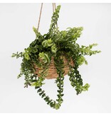 Lippenstiftplant - Aeschynanthus pulcher - Hoogte 20-30cm - ⌀15cm