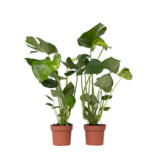 Gatenplant - Set van 2 - Monstera deliciosa - Hoogte 50-60cm - ⌀17cm